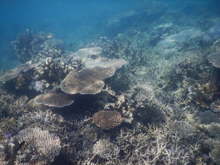Naklejka na ściany i meble aerial view of coral reef