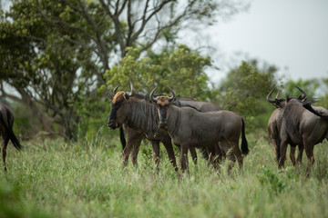 Blue wildebeest standing in the open savanna