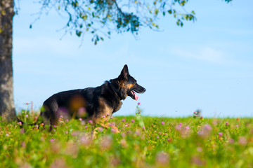 Hund der Rasse Deutscher Schäferhund im Sommer in einer Blumen Wiese	
