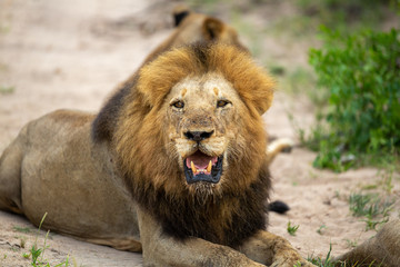 Large dominant male lion in the lowveld region of the Greater Kruger park.