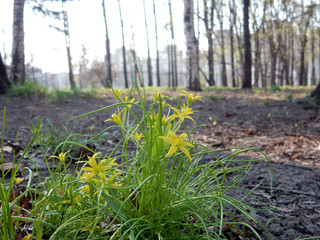 blooming primrose Ornithogalum minimum on a blurred background of a spring park