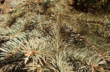 Naklejka na ściany i meble branches and needles of blue spruce