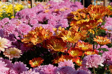 flowers in the garden