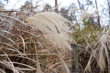 Fototapeta premium 冬の木