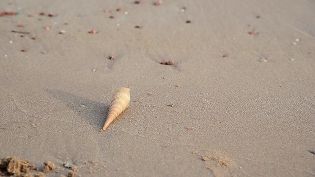 The woman's hand picks up the shells from the beach