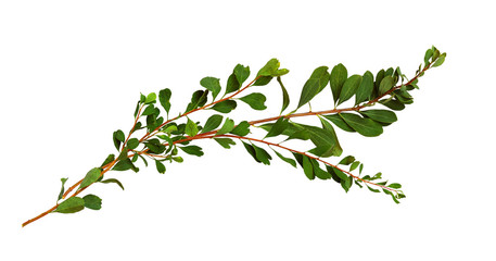 Waved twigs with small green leaves