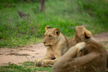 A pride of lions patrolling and doing a little hunting. One found a dead impala lamb and ran off with its prize