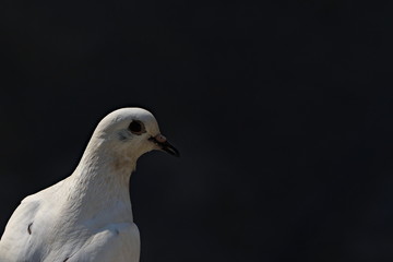 portrait of a white pigeon