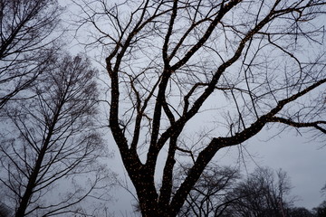冬の木