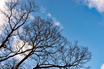 Deciduous tree without leaf in Japan in winter season
