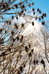 Deciduous tree without leaf in Japan in winter season