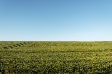 Fototapeta na wymiar Green grain field in summer morning.