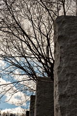 Deciduous tree without leaf in Japan in winter season