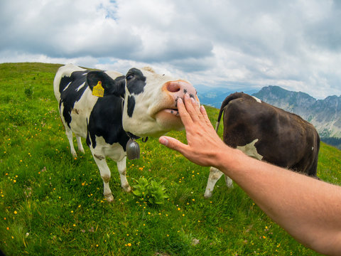 POV cow licks male hand at mountain pasture