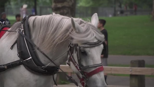 White horse being used as transportation and it walking at Central Park in New York City in United States.
