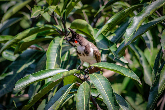 Red Whispered Bulbul