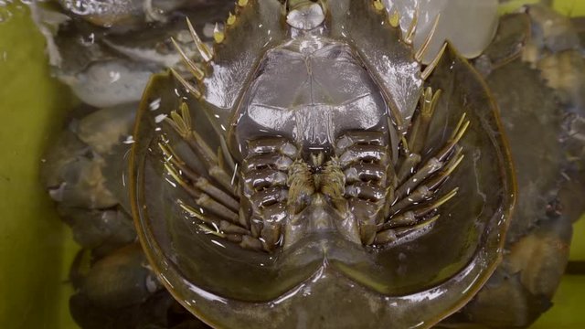 horseshoe crab street food seafood Thailand