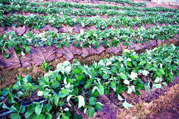 Beautiful green strawberry tree image In the outdoor garden