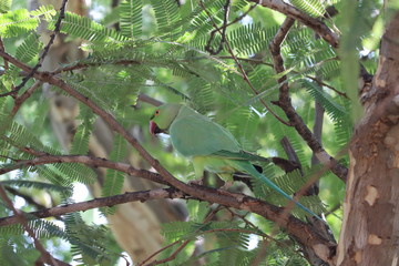 Green parrot perching on tree branch outdoors