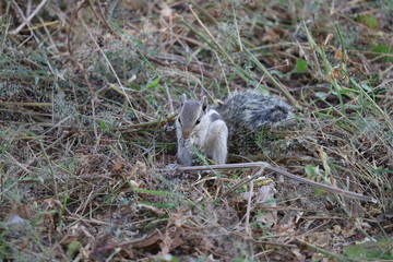 squirrel feeding in forest
