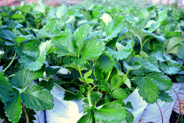 Beautiful green strawberry tree image In the outdoor garden