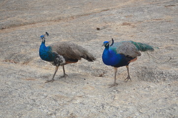 two peacocks on a rock 