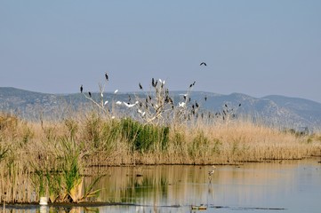 Fototapeta na wymiar flock of birds on a lake