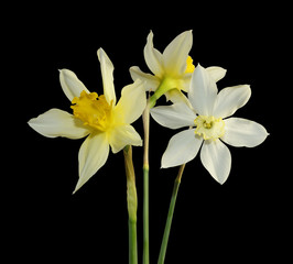 three white Narcissus flowers isolated black background