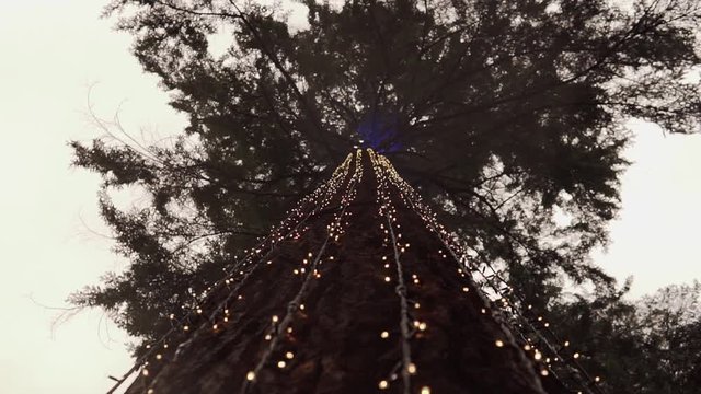 Beautiful lights wrapped around a tree. Footage is looking up from the bottom of the tree.