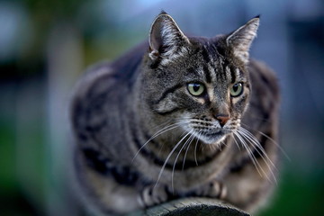 Hauskatze grau getigert