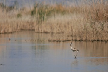 great blue heron in the lake