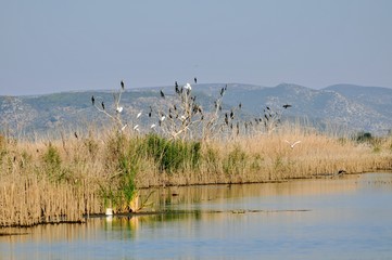 flock of birds on lake