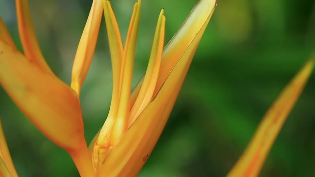 Macro view of yellow claw flower or heliconia aurantiaca flower blossom in the park 