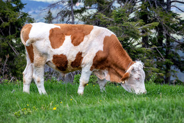Big bull grazing in a green meadow