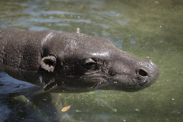 Hippo in the water