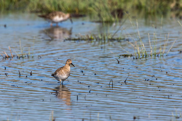 Ruff (Philomachus pugnax)