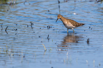 Ruff (Philomachus pugnax)