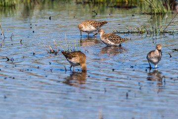 Ruff (Philomachus pugnax)