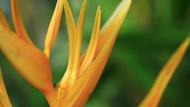 Macro view of yellow claw flower or heliconia aurantiaca flower blossom in the park with small spider
