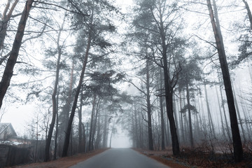 asphalt road in a misty forest with tall pine trees