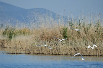 winter landscape with a lake