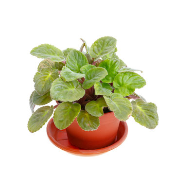 Small pot with violet flower