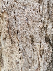 Dry tree bark texture for background and wallpaper. Texture of wood in close up