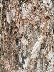 Dry tree bark texture for background and wallpaper. Texture of wood in close up