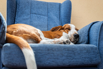Obraz premium Dog sleeping soundly resting on blue armchair or sofa. Beautiful Basset Hound Tired Detective Sniffer Dog Lying.