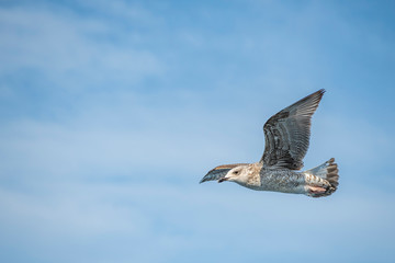 Seagull, albatross, seagull wings, seagulls flying above the sea, seagulls soaring, white seagull, gray seagull, red-billed gull, yellow-billed gull, seagulls racing, seagulls, flying seagulls, natura