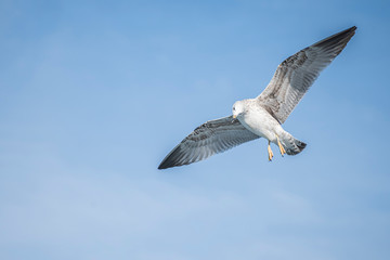 Seagull, albatross, seagull wings, seagulls flying above the sea, seagulls soaring, white seagull, gray seagull, red-billed gull, yellow-billed gull, seagulls racing, seagulls, flying seagulls, natura
