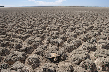 Murray River Turtle