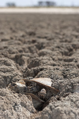 Murray River Turtle