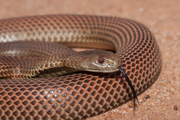 Mulga Snake